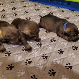 Boy 1 - male Standard Schnauzer puppy in Schertz, Texas from Genesis Standard Schnauzers