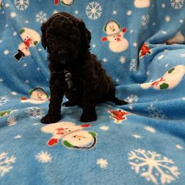 Bernedoodle, Goldendoodle, and Poodle Puppies from Gentle Paw Goldendoodles