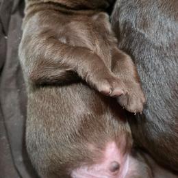 Male 1 - Chocolate male Labrador Retriever puppy in Georgiana, Alabama from Long Creek Labradors