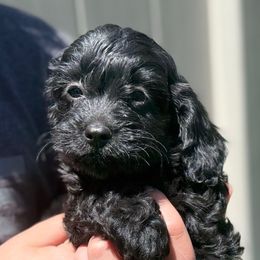 Zorro - Black and tan male Cavapoo puppy in Draper, Utah from Cavachon Love Chocolate Cavaliers, Cavaliers, Cavachon’s, Cavapoos