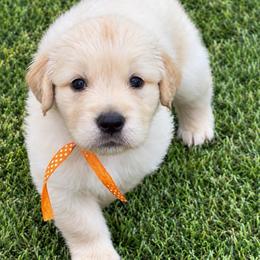 5th pick boy - Golden male Golden Retriever puppy in Fresno, California from Warwick’s Central California Goldens