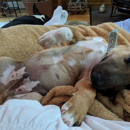 Miniature Bull Terrier Puppies from Tonka Miniature Bull Terriers