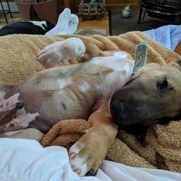 Miniature Bull Terrier Puppies from Tonka Miniature Bull Terriers