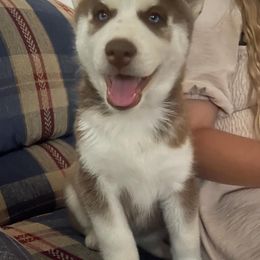 Siberian Husky Puppies from Siberian Huskies-Beckham the Great