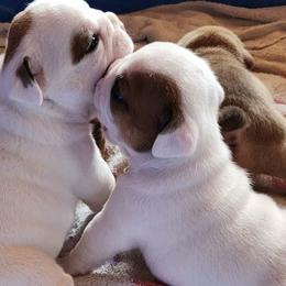 Bulldogs and French Bulldogs from Bouquet Bulldogs