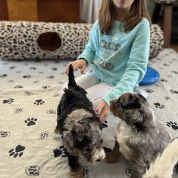 Aussiedoodle Puppies from Crystal Ridge Doodles