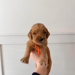 Butter - Red  male Goldendoodle puppy in La Porte, Texas from B+C Doodles