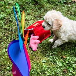 Goldendoodle Puppies from Coal Country Doodles