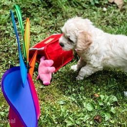 Goldendoodle Puppies from Coal Country Doodles
