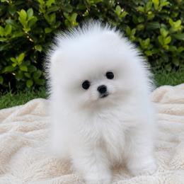Peony - Pomeranian