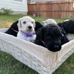 Poodle Puppies from Tyler Family Poodles