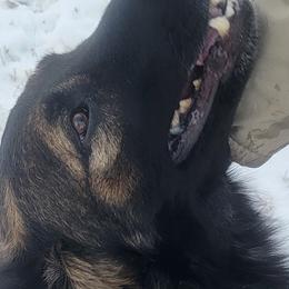 Hazel - German Shepherd