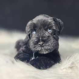 Jet - Black male Miniature Schnauzer puppy in Texas from Small Pawz Schnauzers