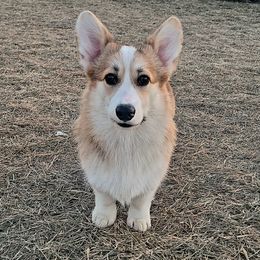 Chance - Pembroke Welsh Corgi
