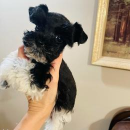 Black parti 1 - Parti female Miniature Schnauzer puppy in Malvern, Arkansas from Deep South Miniature Schnauzers