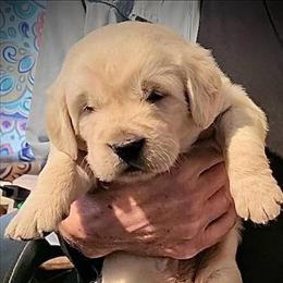 Stan - Light golden male Golden Retriever puppy in Fithian, Illinois from LOMAH Retrievers