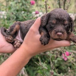Nutmeg - Chocolate male Cavapoo puppy in Coshocton, Ohio from Forever Family Puppies