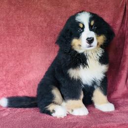 Tan Collar Male - Black rust and white male Bernese Mountain Dog puppy in Bristol, Tennessee from Holston Hollow Farm