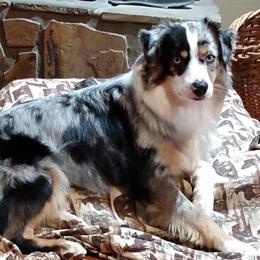 Miniature Australian Shepherd puppies from Big Coon Little Aussies