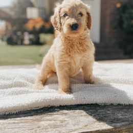 Goldendoodle Puppies from J + A Family Doodles