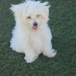 Maltese Puppies from Arizona Maltese Gems