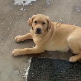 Labrador Retrievers from Pineview Meadow Labradors