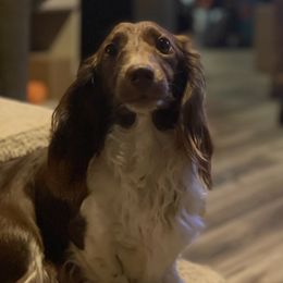 Zarah - Dachshund