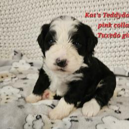 Girl 2 - Black and white female Bernedoodle puppy in Schertz, Texas from Kat's Teddydoodles
