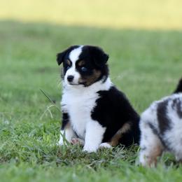 Miniature American Shepherd, Miniature Australian Shepherd, and Toy Australian Shepherd Puppies from Shooting Stars Ranch Toy and Mini Aussies