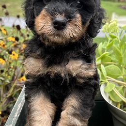 Bernedoodles from Hill Top Berners