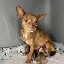 Mocha - Chihuahua