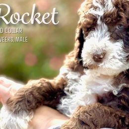 Rocket - Brown and white Aussiedoodle puppy in Marion, North Carolina from Puddles' Puppies