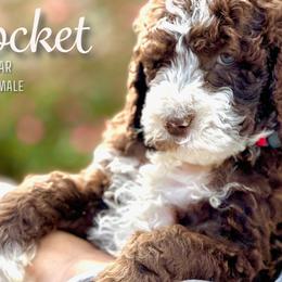 Rocket - Brown and white Aussiedoodle puppy in Marion, North Carolina from Puddles' Puppies