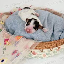 Cow - Piebald male Dachshund puppy in Greenville, North Carolina from The Gorman Farms