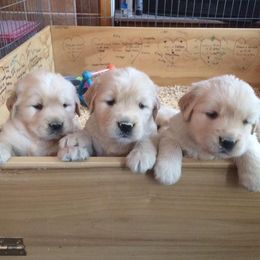 Golden Retriever Puppies from Golden-B-Bear Kennel
