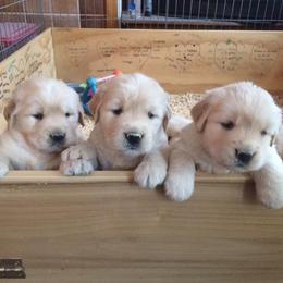 Golden Retriever Puppies from Golden-B-Bear Kennel