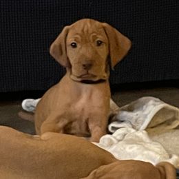 Vizsla Puppies from Elisha Martinez
