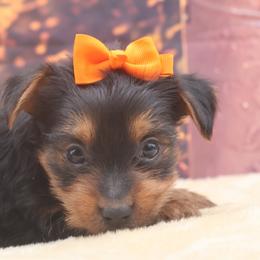 Joe - Black and tan male Yorkshire Terrier puppy in Lamar, Missouri from RJ’S Classy Yorkies