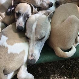 Whippet Puppies from Timbreblue Whippets