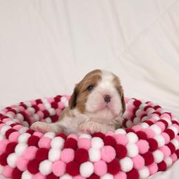 AKC Elizabeth - Blenheim female Cavalier King Charles Spaniel puppy in Bonney Lake, Washington from House of Happy Cavaliers