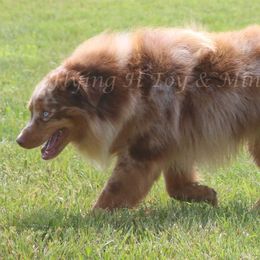 Case - Toy Australian Shepherd