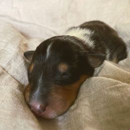 Collie Puppies from Momma Mia Collie