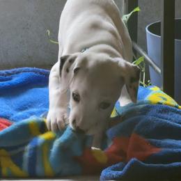 Stitch - White and liver brown male Dalmatian puppy in Hastings, Florida from Love My Spotty Dalmatians