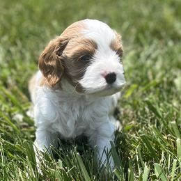 BOY 1 🐶 - Blenheim Cavapoo puppy in Bowling Green, Kentucky from Elway’s Cavapoo’s
