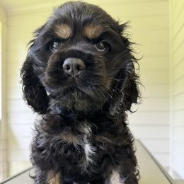 Cocker Spaniel All Grown Up from penny Powell