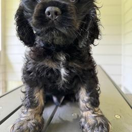 Cocker Spaniel All Grown Up from penny Powell