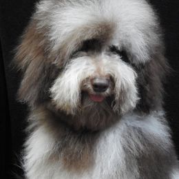 Miniature Poodle adult dog