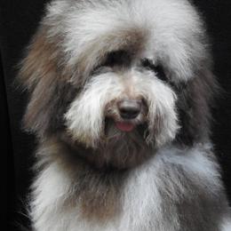 Miniature Poodle adult dog