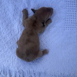 Elaine - Dapple female Dachshund puppy in Gold Canyon, Arizona from Silverking Kennels