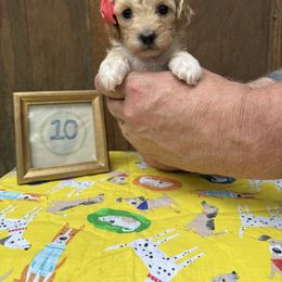 Cavapoo and Cockapoo Puppies from WoodHaven Pups MN